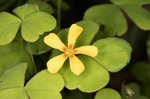 Great yellow woodsorrel